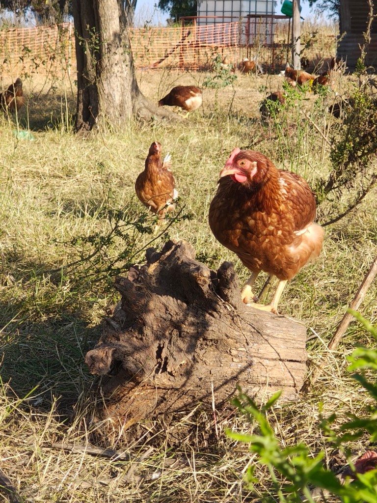 Gallinas en el campo