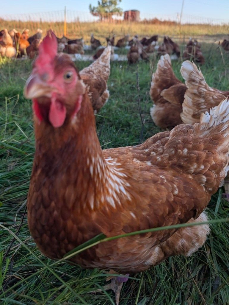 Gallina en el campo