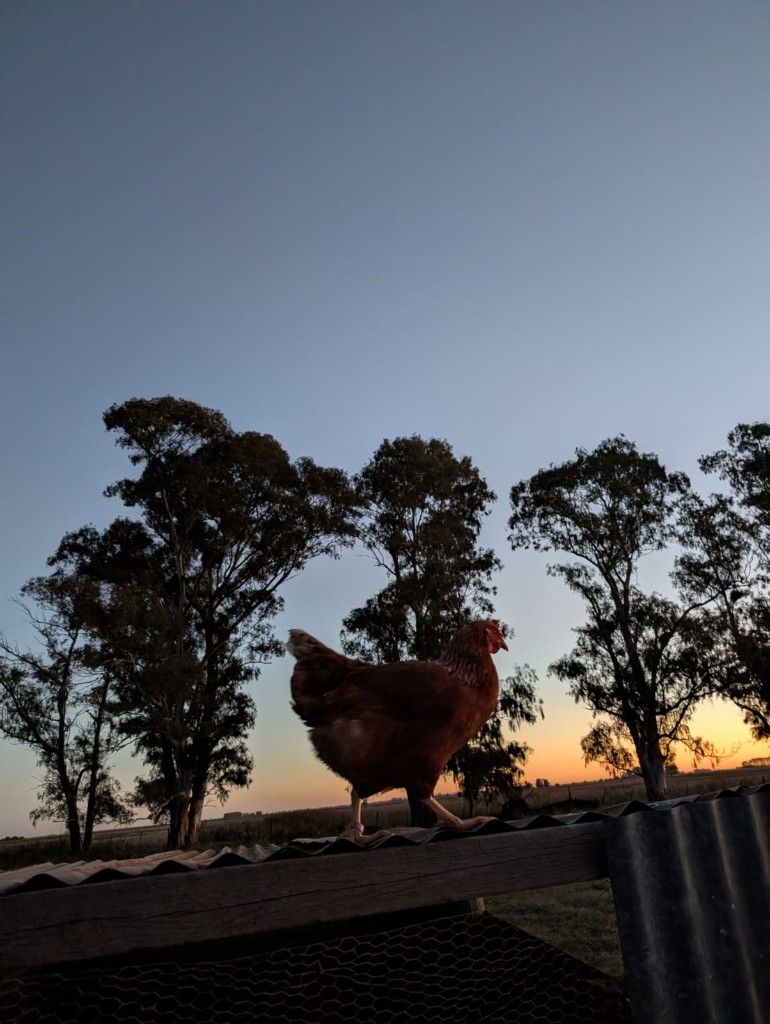 Gallina al amanecer