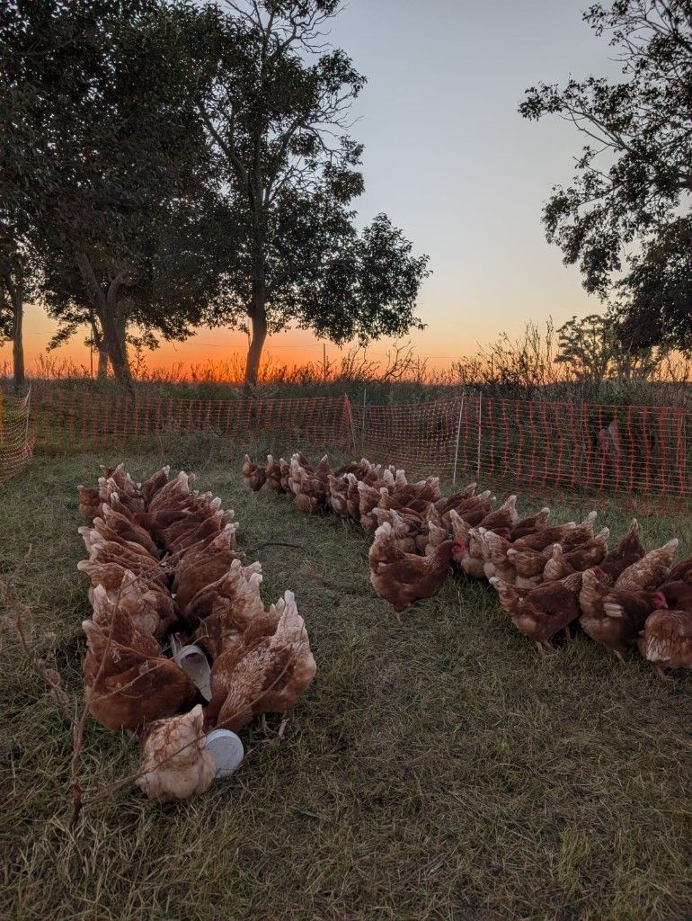 Gallinas al atardecer en el campo