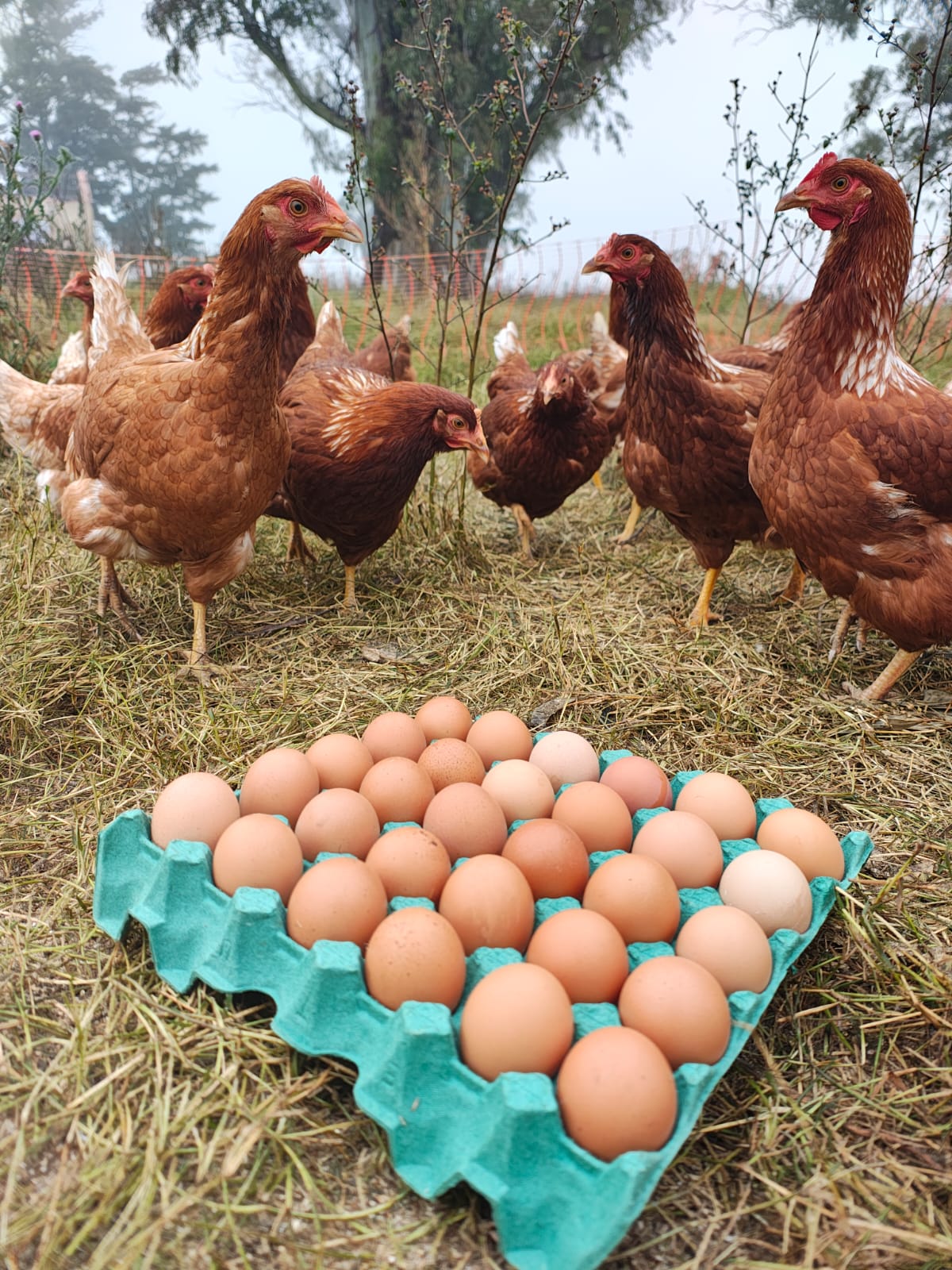 Huevos de campo y gallinas en pastura