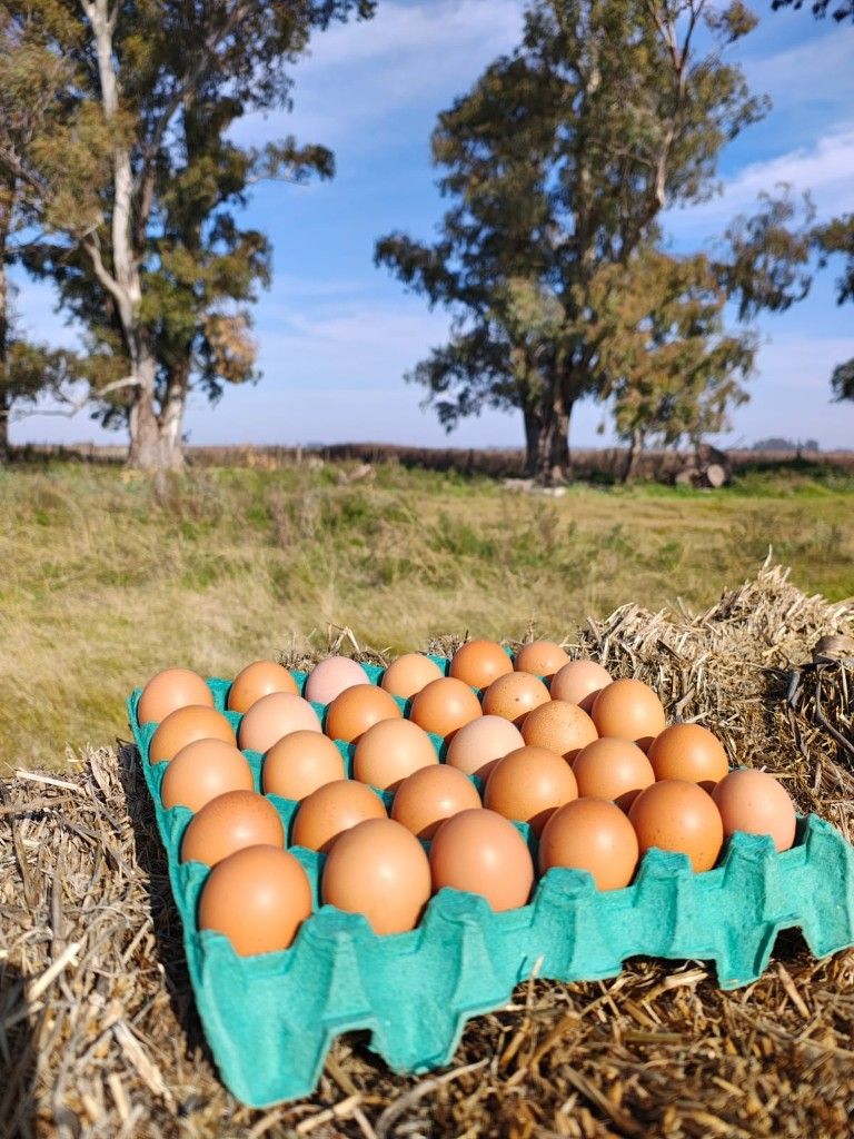 Huevos de campo recién recolectados